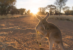 Kangaroo Century Sunset Tour