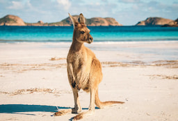 Kangaroo Islands