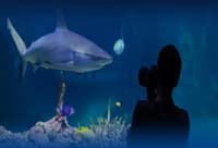 Kelly Tarltons Sea life Aquarium Entry