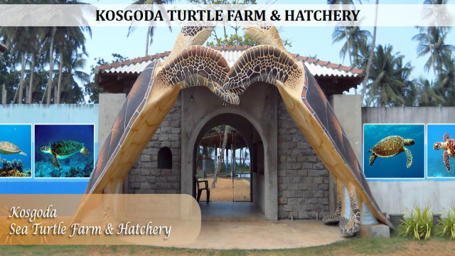 Kosgoda turtle farm And Hatchery Over View