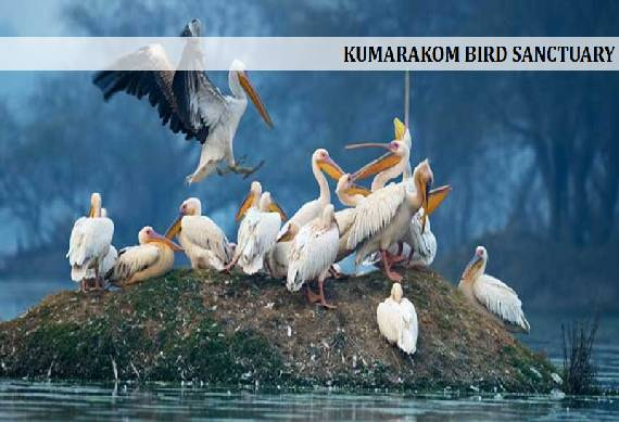 Kumarakom_Birdsactuary