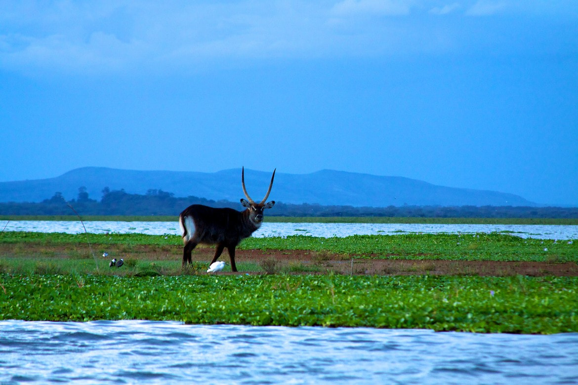 Lake Naivasha2