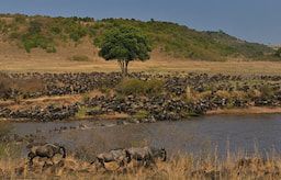 Masai Mara afternoon3
