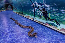National Aquarium Abu Dhabi - 3