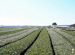 O’Sulloc Green Tea Field