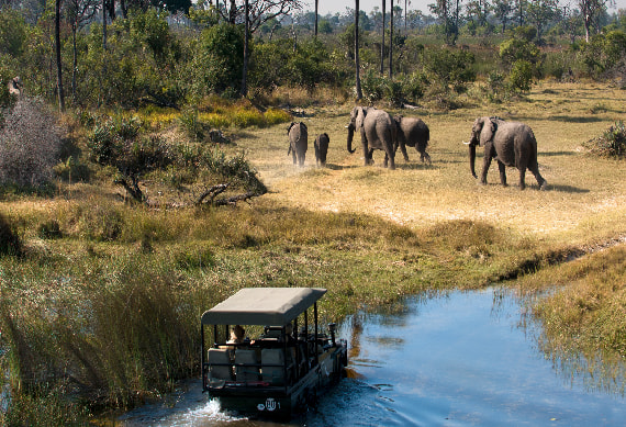 Game Drive Okavango Delta 