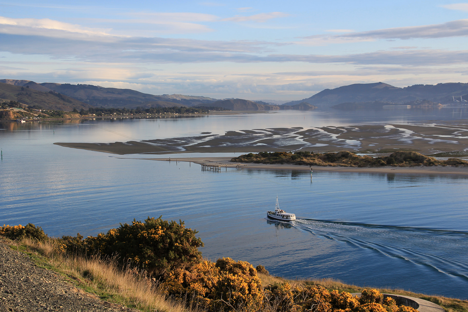 Otago Peninsula Wildlife Tour