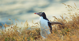 Otago Peninsula Wildlife Tour