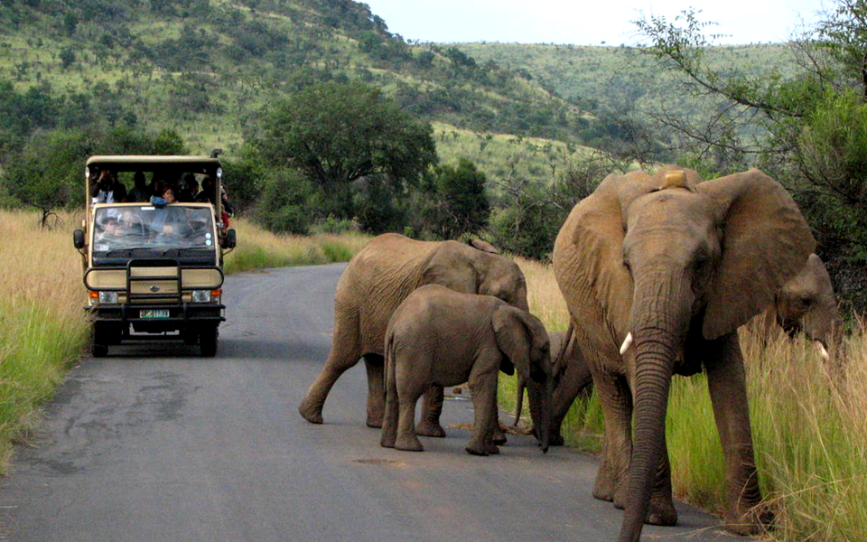 Pilanesberg National Park Rihno