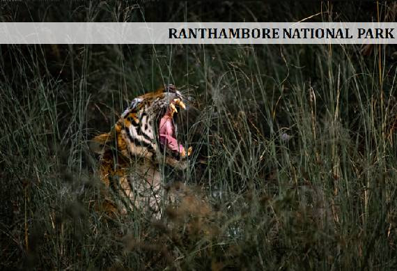 Ranthambore_National_Park