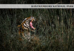 Ranthambore_National_Park