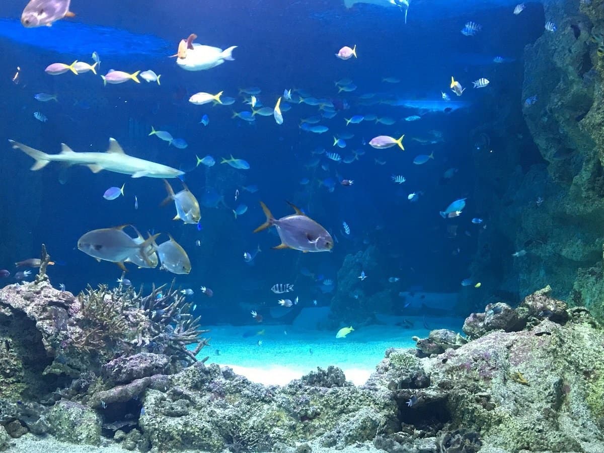 Sea Aquarium Sydney