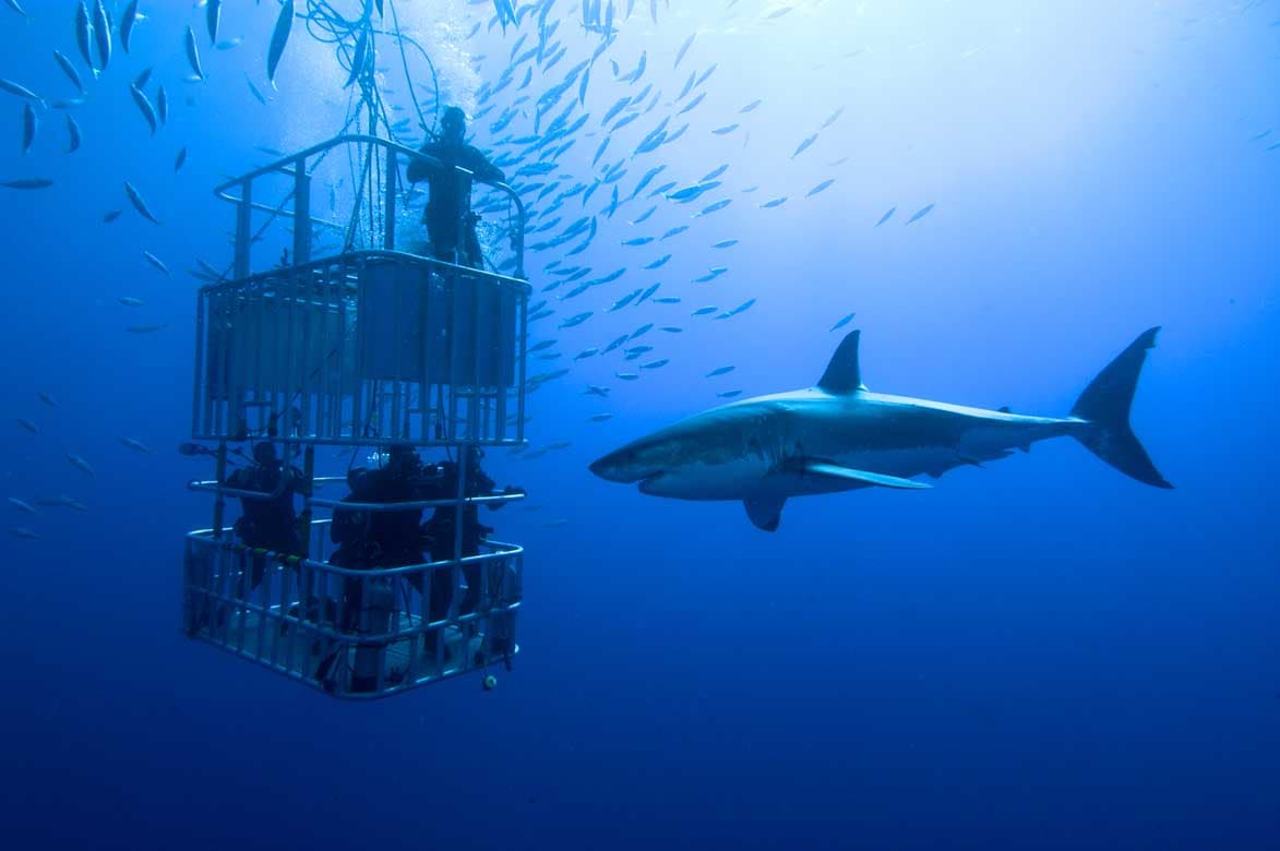 Shark Cage Diving - 0