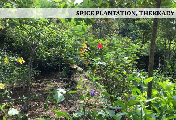 Spice_Plantation_Thekkady_