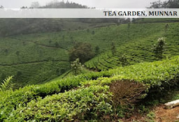 Tea_Garden_Kerala