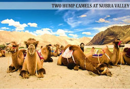 Camel_Safari