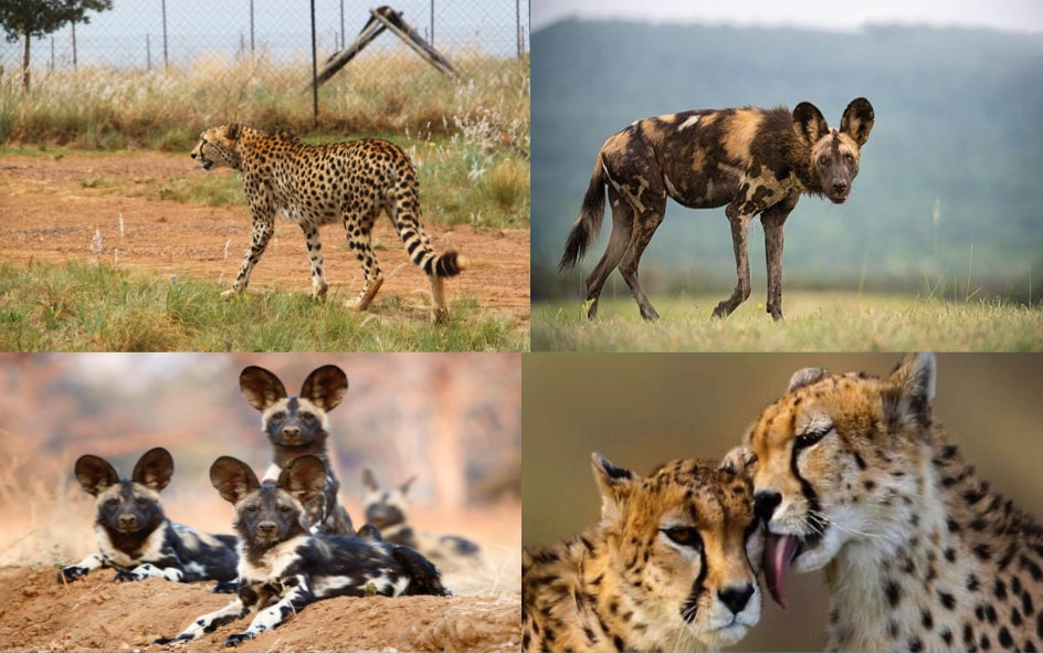 View the Cheetahs & Wild Dogs in their Natural Habitat
