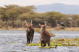 Waterbucks in Lake Naivasha