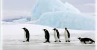 Antarctic Centre