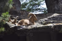 Bali Safari
