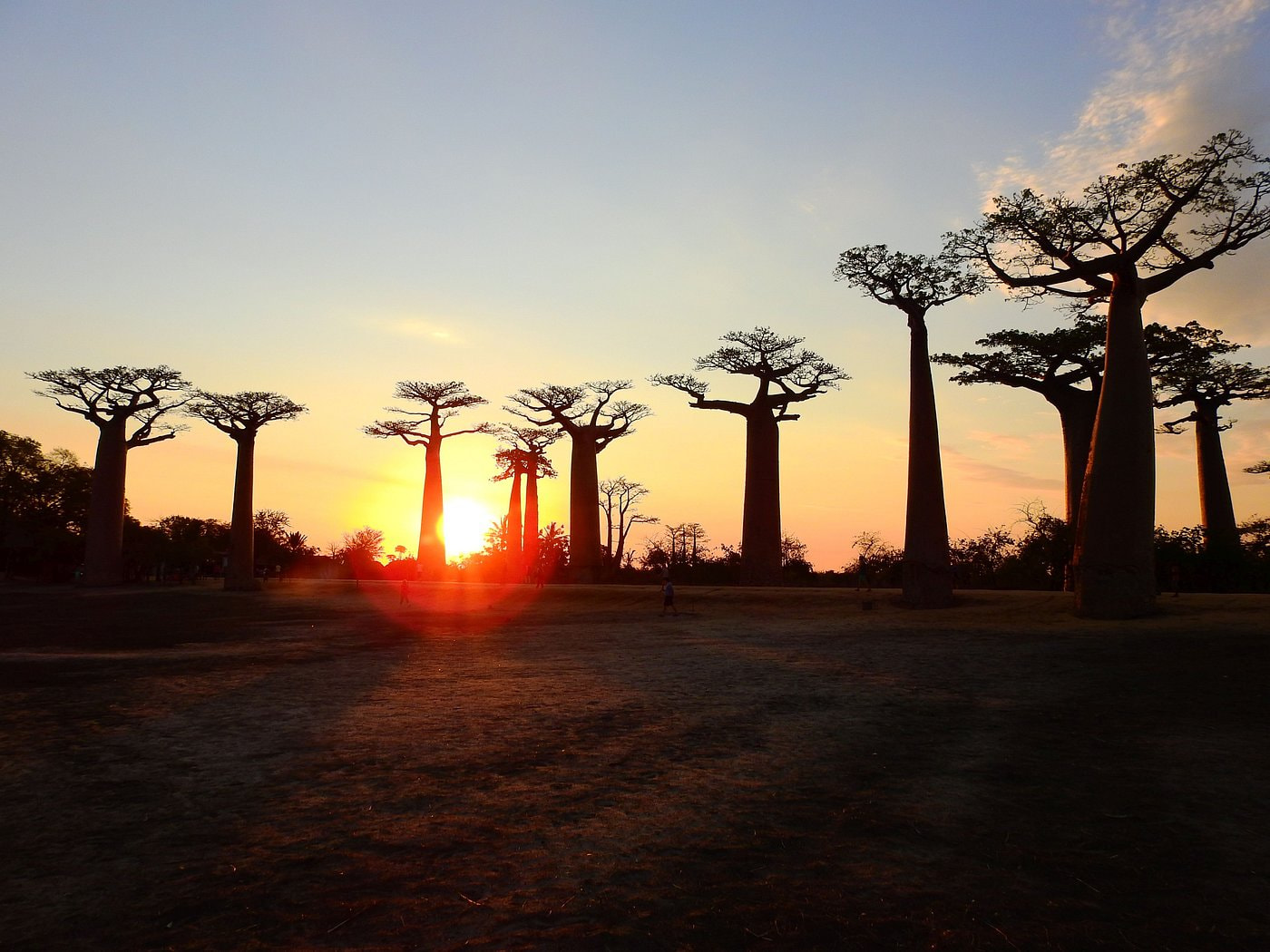 Avenue of the Baobabs