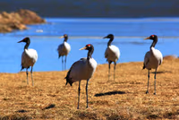Black-necked Cranes Centre