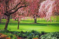 Blossom Park
