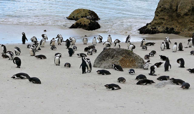 boulders beach penguin colony