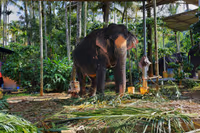 Carmelagiri Elephant Park