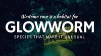 Waitomo Glowworm Caves