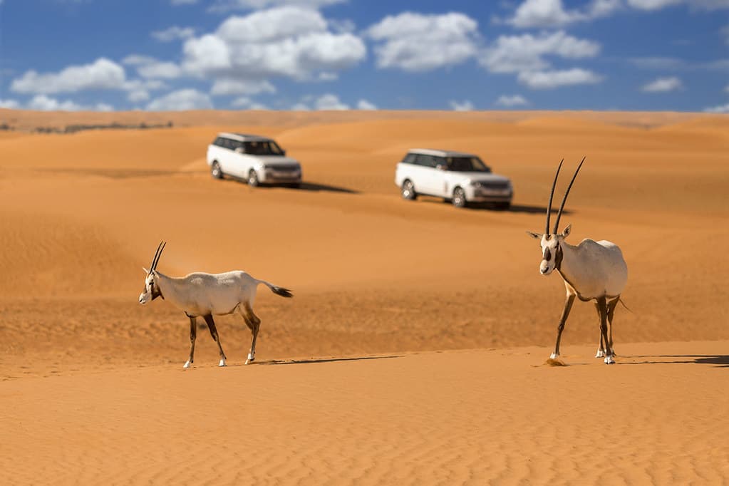 Desert Safari