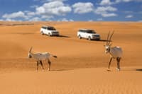Desert Safari