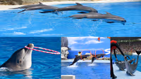 Dolphin Show Bangkok