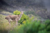 Rajamalai (Eravikulam) National Park