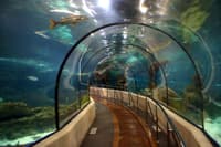 Kelly Tarltons Sea life Aquarium