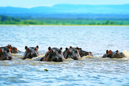 Lake Naivasha 2