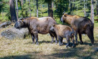 Motithang Takin Preservation Centre