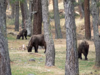 Motithang Takin Preserve Centre