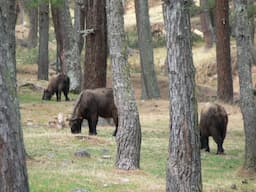 Motithang Takin Preserve Centre