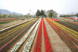 Mughal Garden