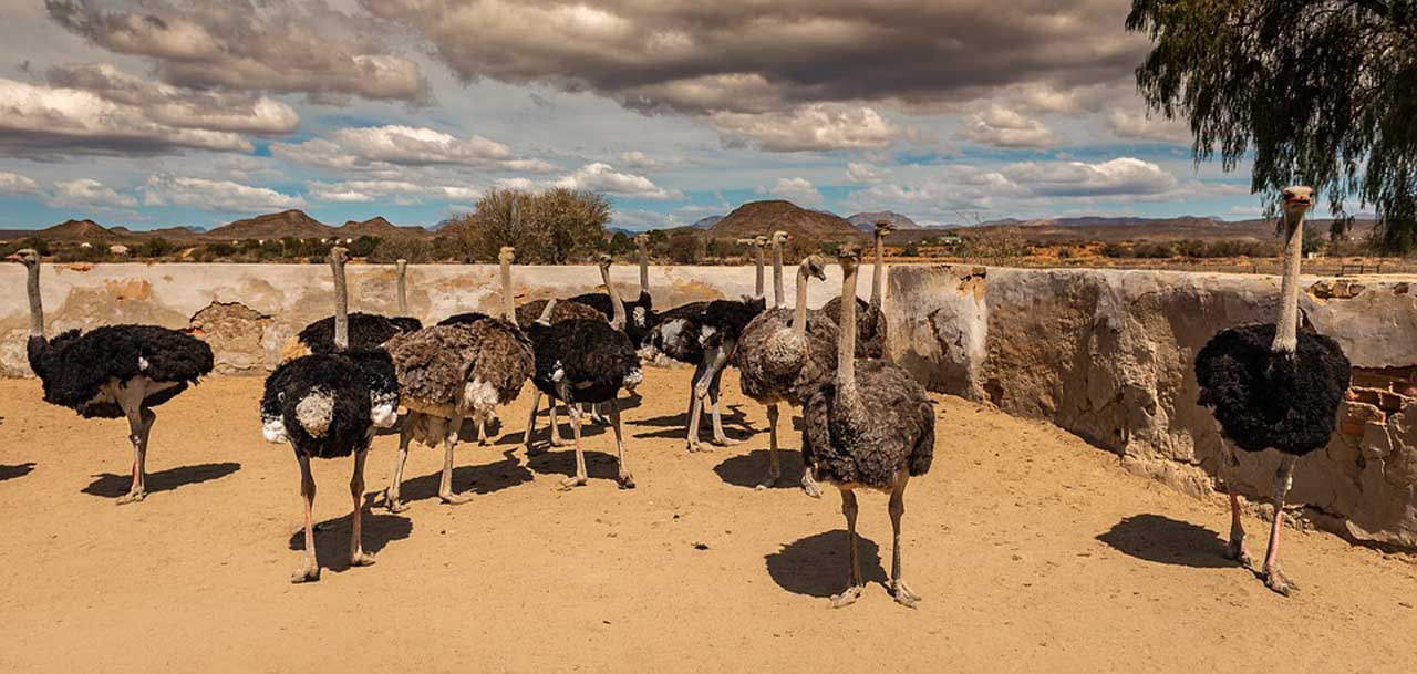 ostriches farm