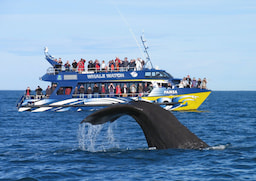 Kaikoura Whale Watch Day Tour from Christchurch