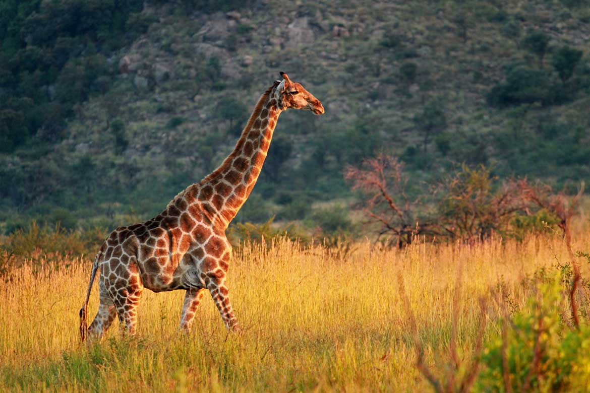 Pilanesberg National Park Giraffe