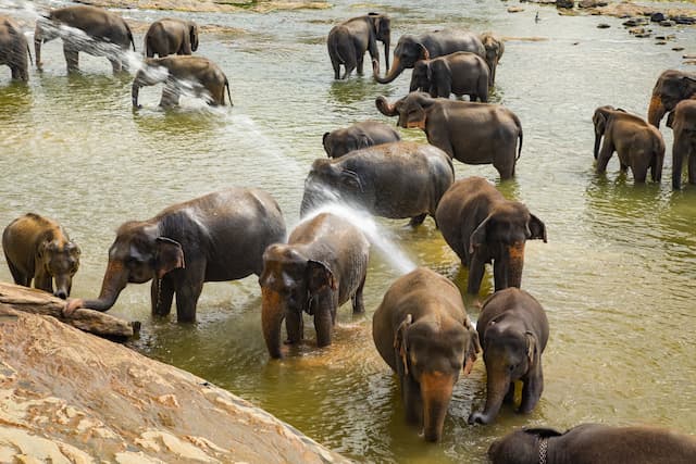 Srilanka Dream Tour