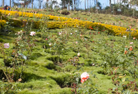 Rose Gardens