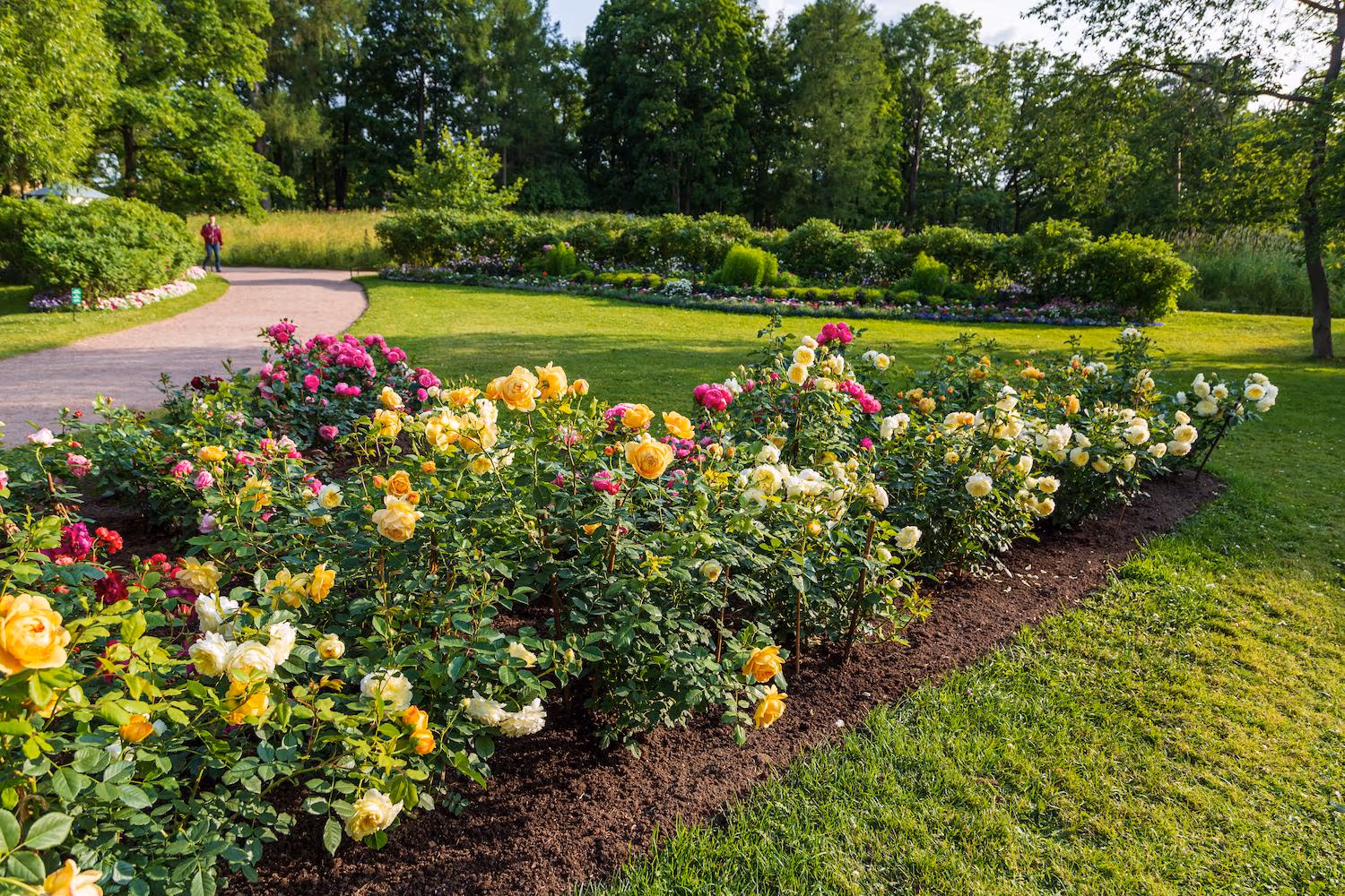 Rose Gardens