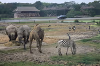Safari World