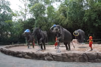 Safari World