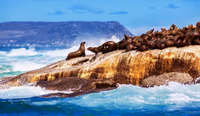 Seal Island