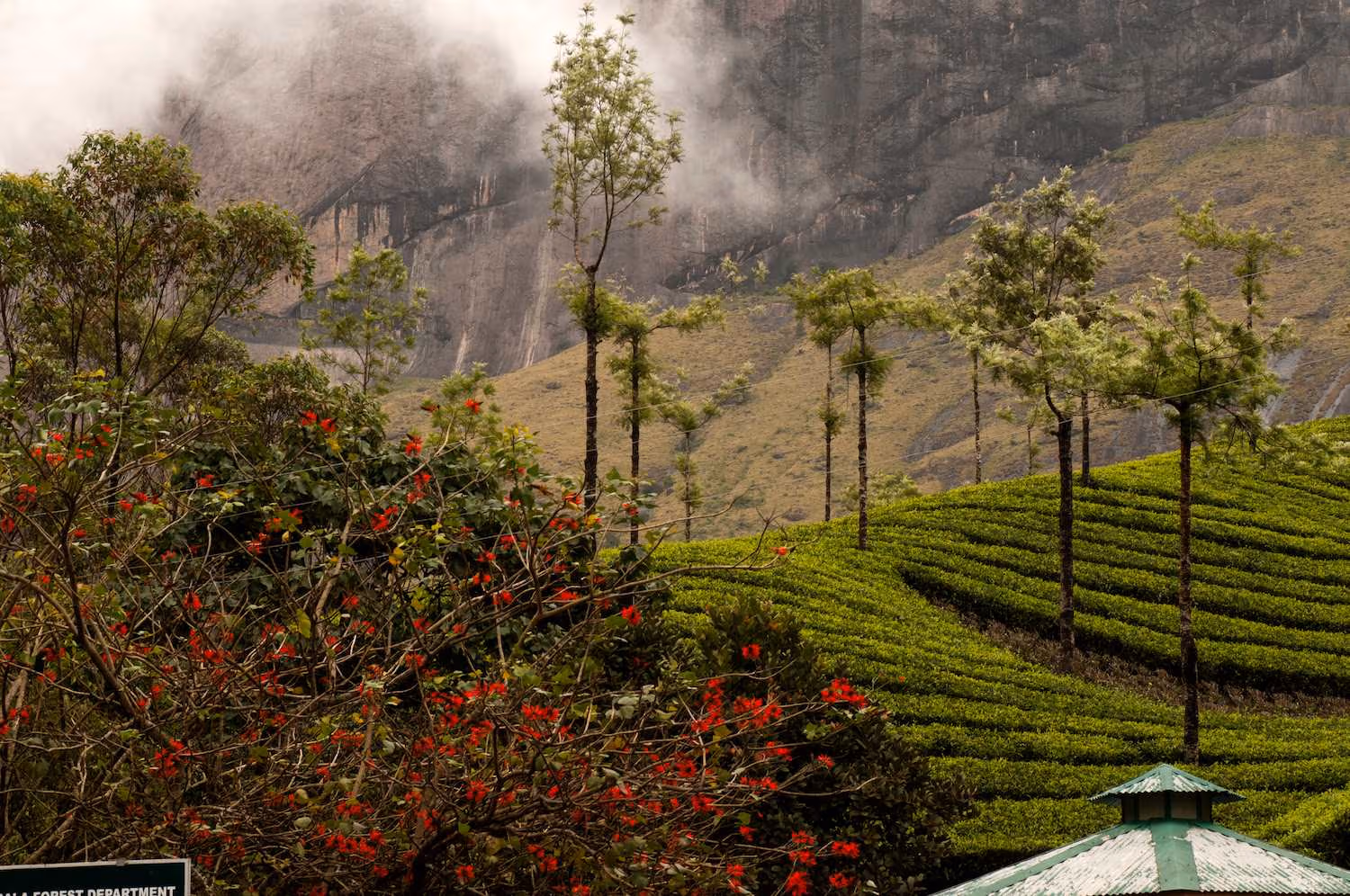 Tea Gardens & Museums